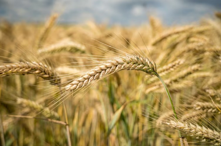 Wheat