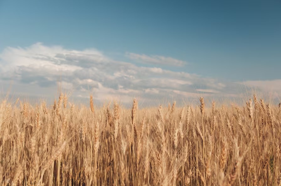 Wheat Field